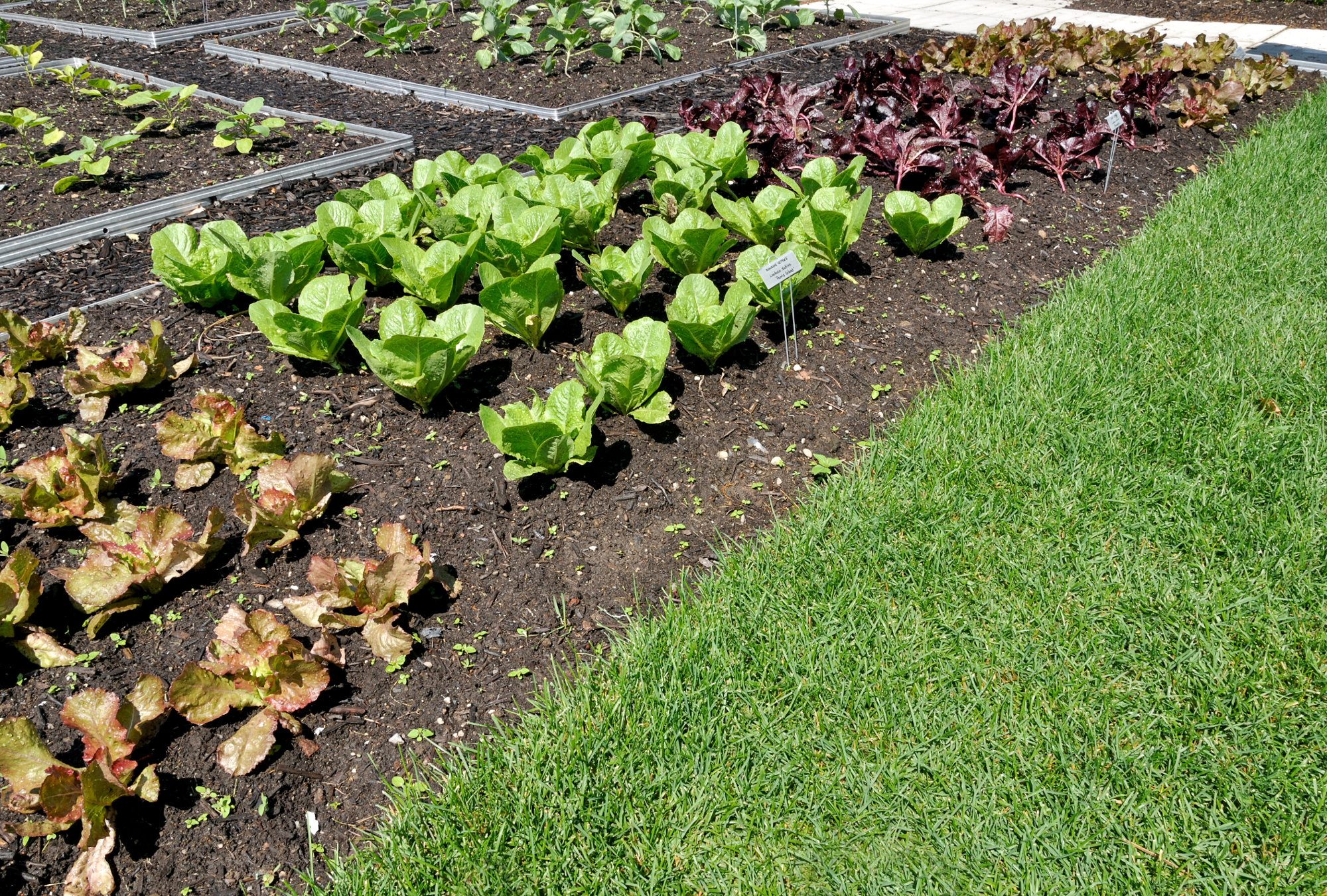 planter un jardin potager