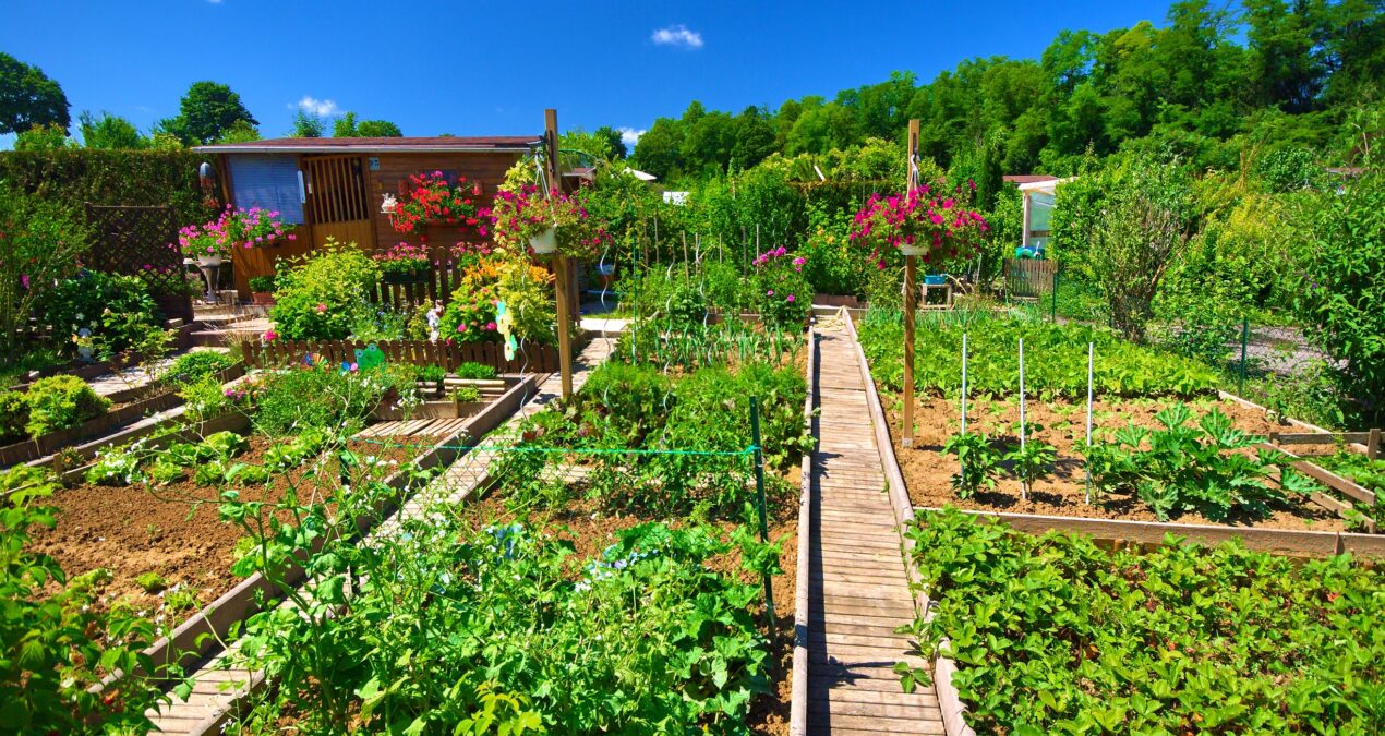 Créer son propre jardin potager, et le garder !