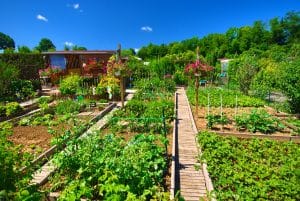 Un beau potager