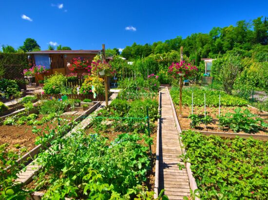 Créer son propre jardin potager, et le garder !