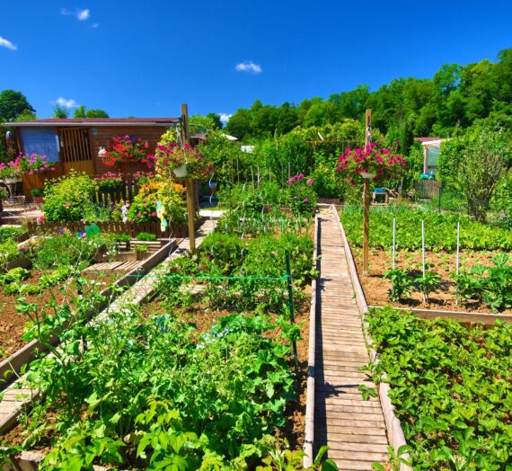 Créer son propre jardin potager, et le garder !