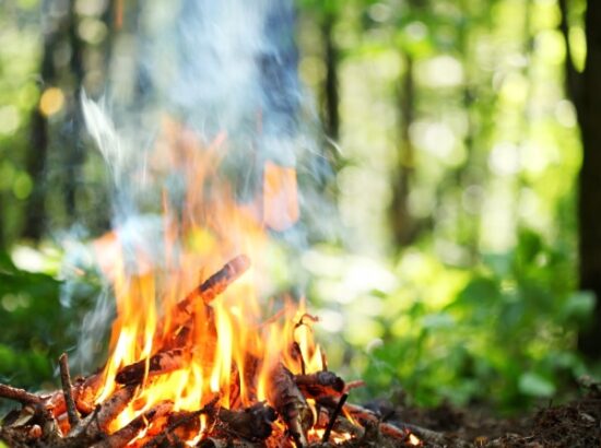 Comment recycler les cendres de votre cheminée au jardin ?