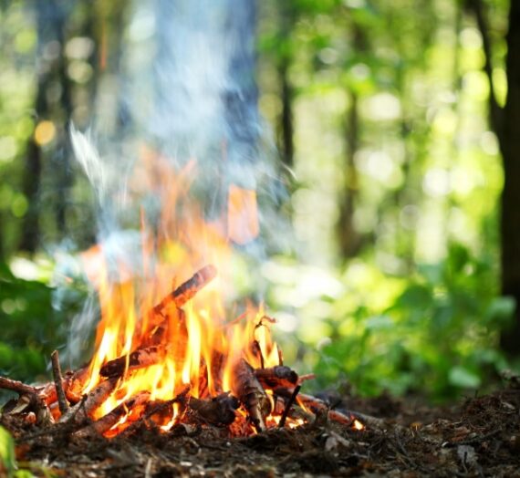 Comment recycler les cendres de votre cheminée au jardin ?