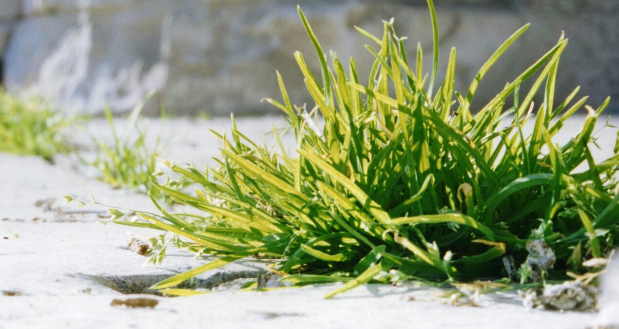 Comment lutter contre les mauvaises herbes au jardin ?