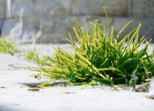 Les mauvaises herbes ne sont pas forcément à éliminer.