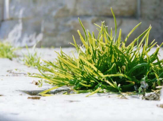 Comment lutter contre les mauvaises herbes au jardin ?