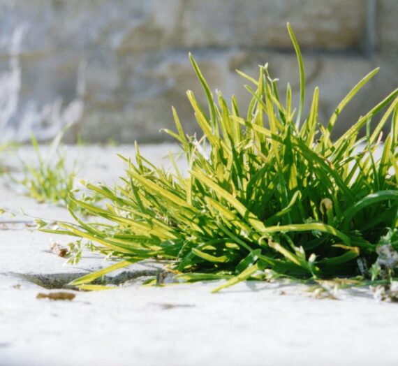 Comment lutter contre les mauvaises herbes au jardin ?