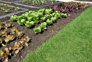 Comment commencer son jardin potager ?