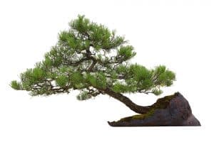 Les astuces pour faire un bonsai