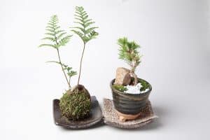 Le kokedama, un art japonais