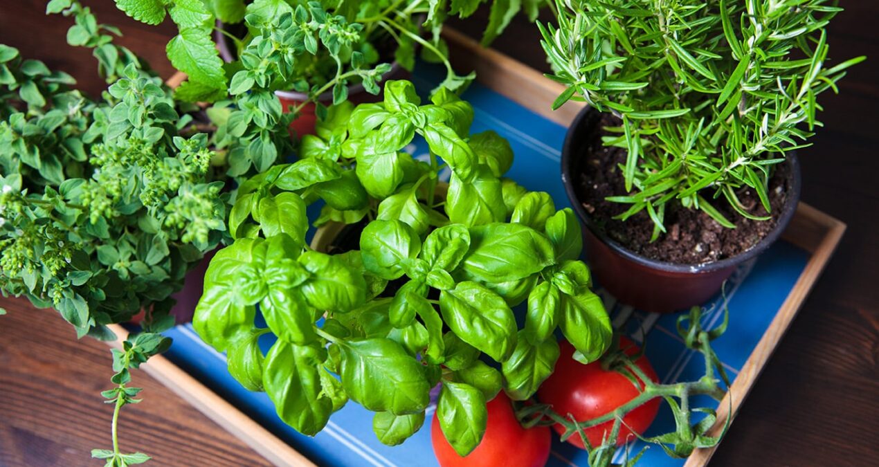 Faire un mini potager sur son balcon