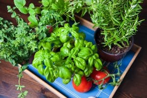 Que planter dans un mini potager ?