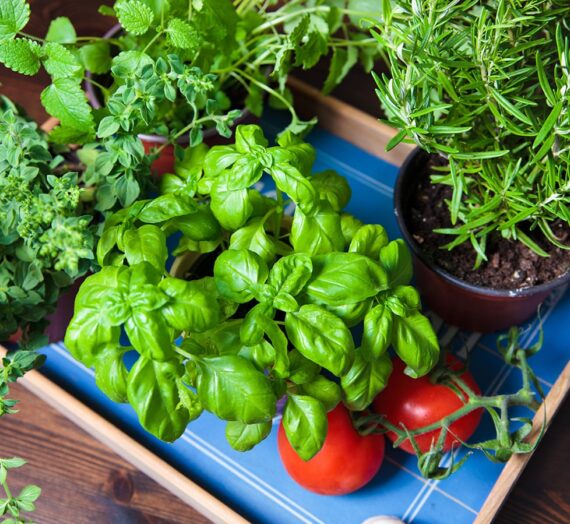 Faire un mini potager sur son balcon