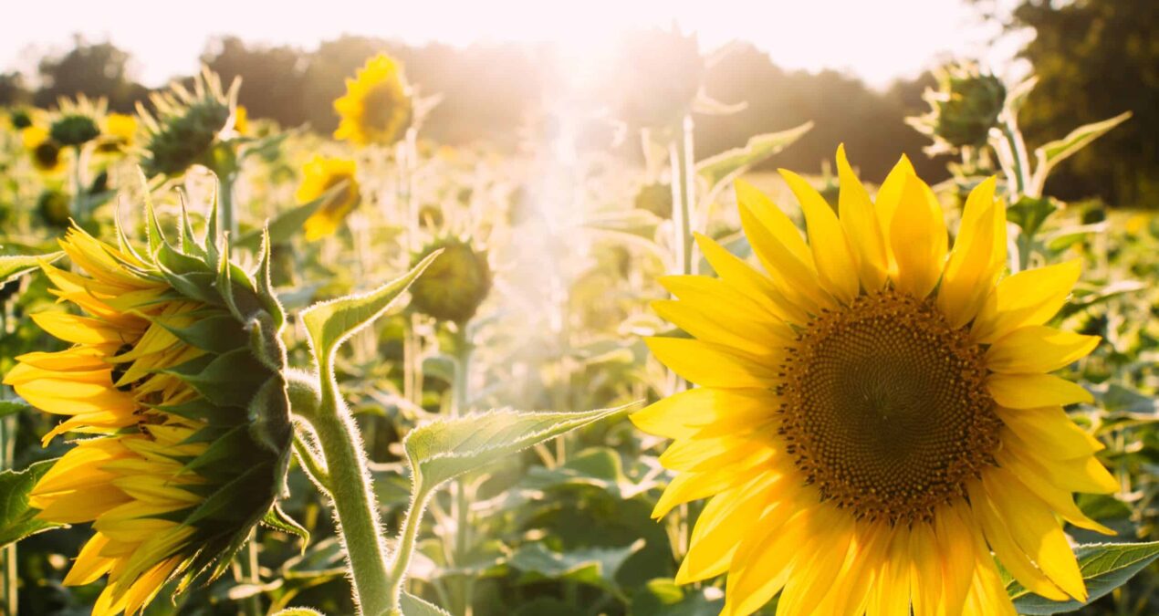 Votre jardin en statistiques : les régions les plus ensoleillées de France