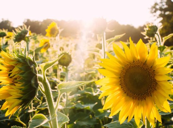 Votre jardin en statistiques : les régions les plus ensoleillées de France