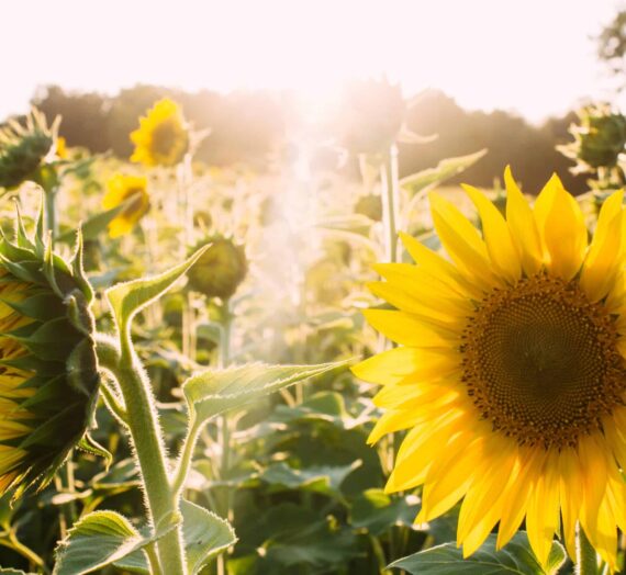 Votre jardin en statistiques : les régions les plus ensoleillées de France