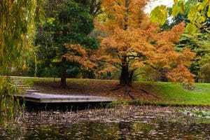 Un arbe orange en automne au pied d'un étang