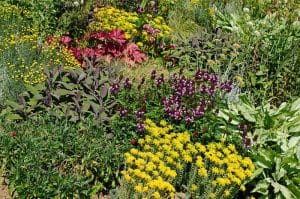 Fleurs colorées dans un jardin sauvage