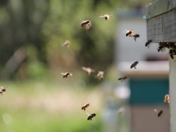 [Biodiversité] Des abeilles dans mon jardin