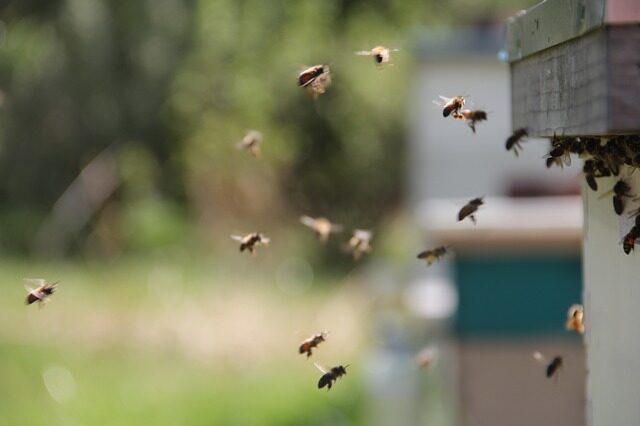 [Biodiversité] Des abeilles dans mon jardin