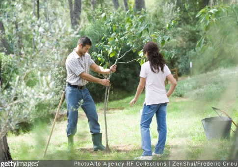 Arbustes et arbres : dernière ligne droite pour les planter !