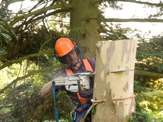 Confier l’abattage d’un arbre à un professionnel