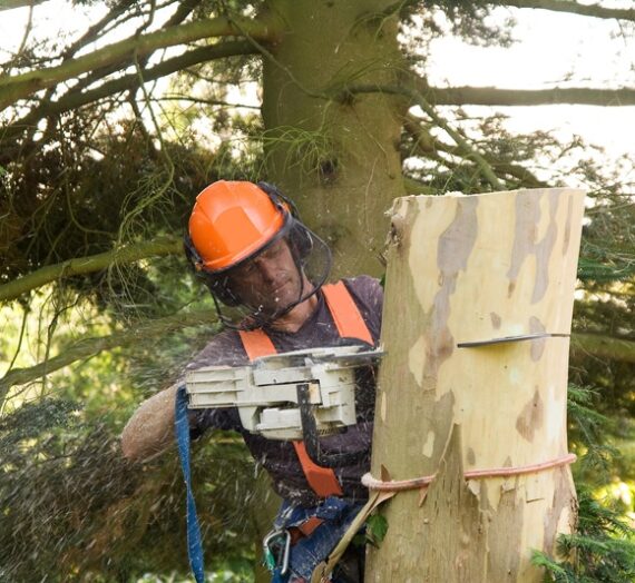 Confier l’abattage d’un arbre à un professionnel