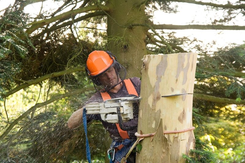 Confier l’abattage d’un arbre à un professionnel