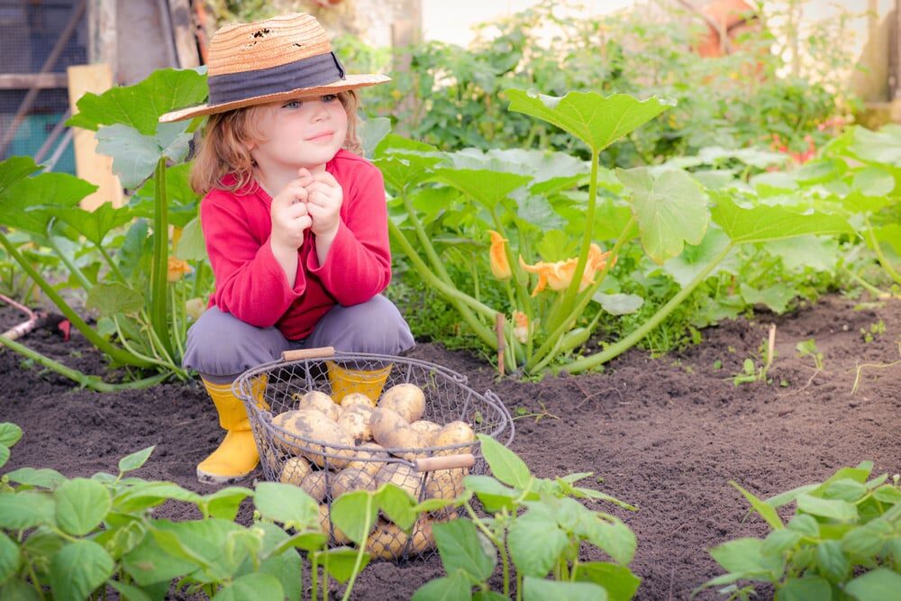 Les étapes pour préparer son potager bio