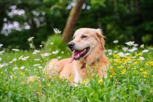 Golden retriever au milieu de fleurs jaunes et blanches dans le jardin