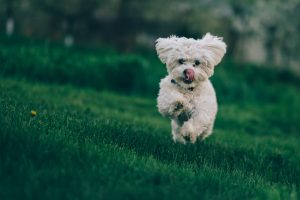 Petit bichon blanc qui au milieu de l'herbe dans le jardin