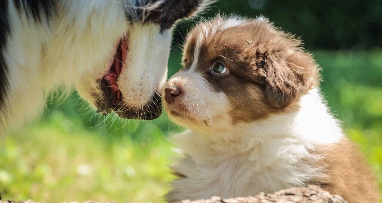 Comment aménager son jardin pour son chien ?