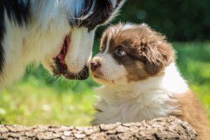 Maman chien et son chiot en train de faire un calin dans l'herbe du jardin clôturé