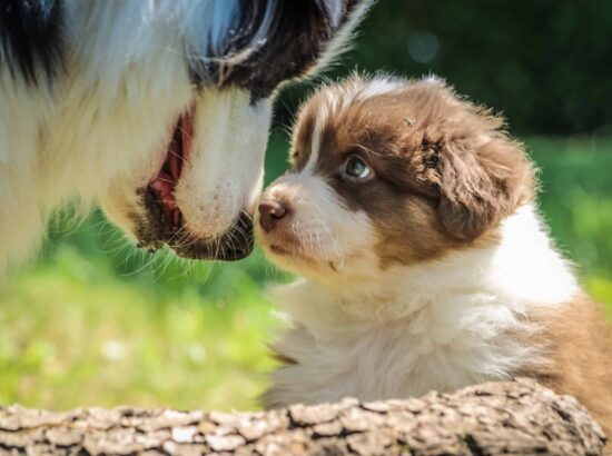 Comment aménager son jardin pour son chien ?