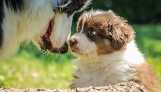 Maman chien et son chiot en train de faire un calin dans l'herbe du jardin clôturé