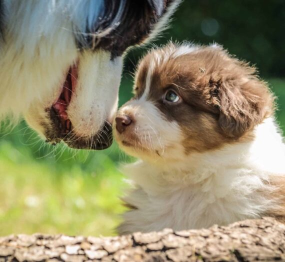 Comment aménager son jardin pour son chien ?