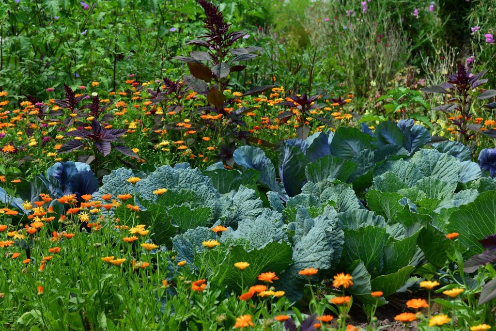 Jardin potager qui allie cultures et plantes d'ornement