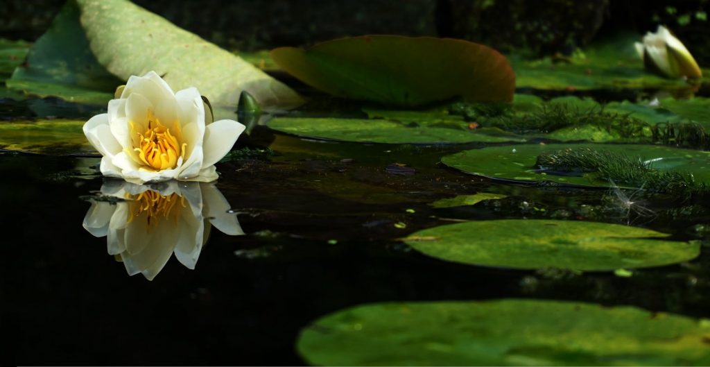 Construire une mare dans son jardin