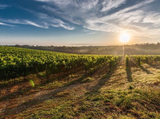 Pourquoi investir dans un domaine viticole ?