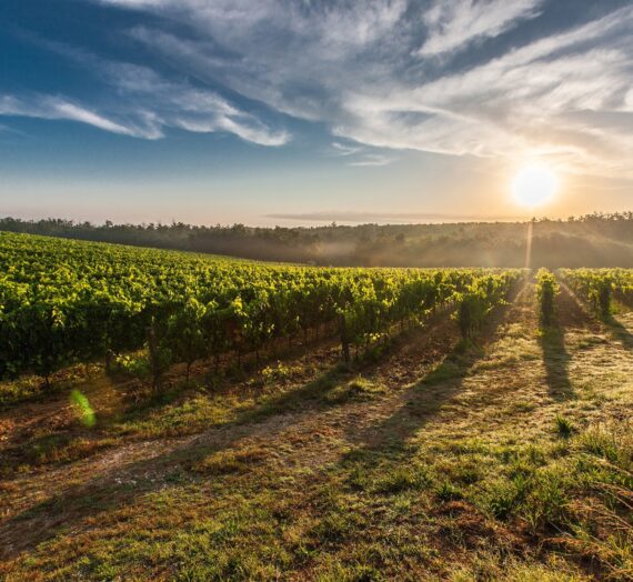 Pourquoi investir dans un domaine viticole ?